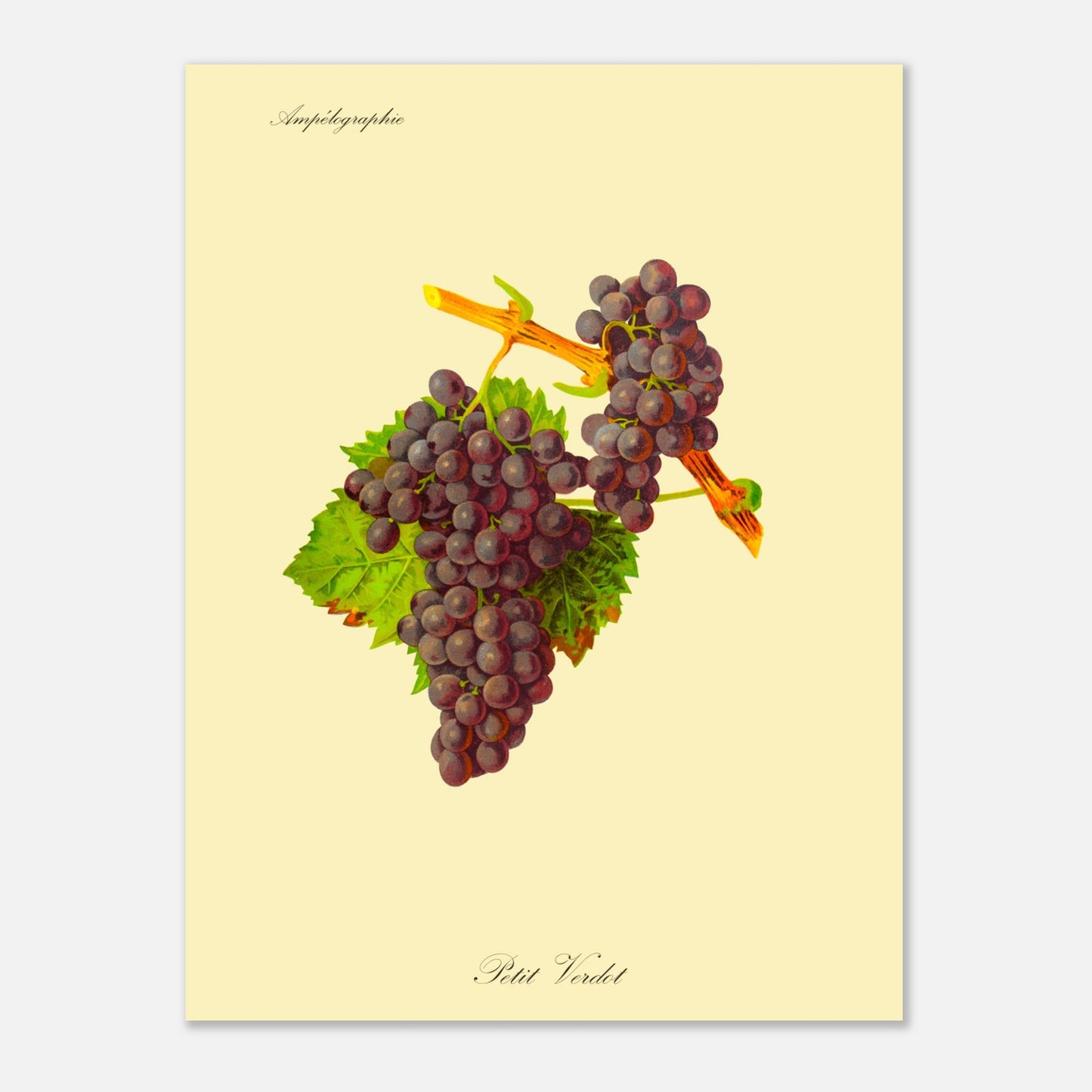 Illustration naturaliste du Petit Verdot - Planche Ampélographique (30x40 cm). Illustration botanique d'une grappe de raisin Petit Verdot aux feuilles vertes, par Kōno Bairei.