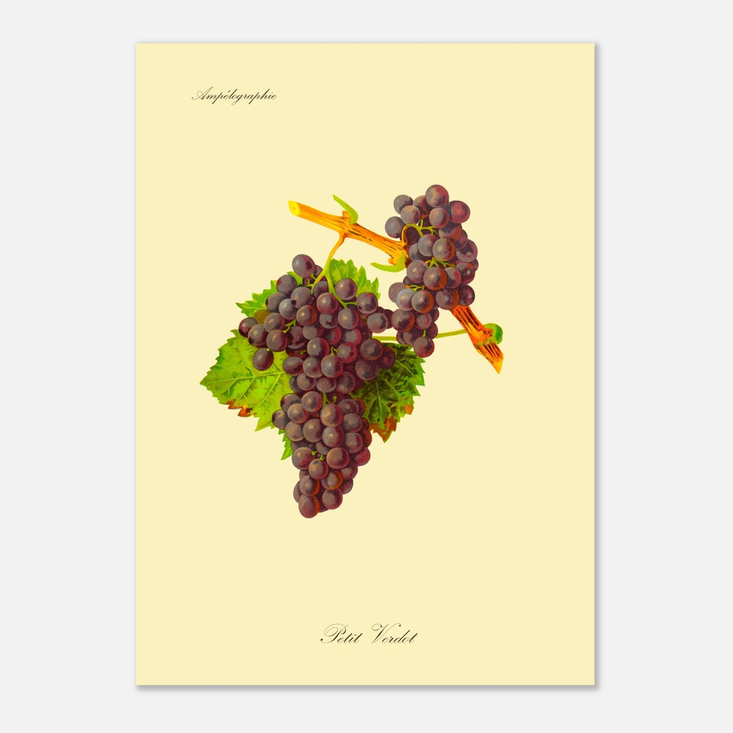 Illustration naturaliste du Petit Verdot - Planche Ampélographique (50x70 cm). Illustration botanique d'une grappe de raisin Petit Verdot aux feuilles vertes, par Kōno Bairei.