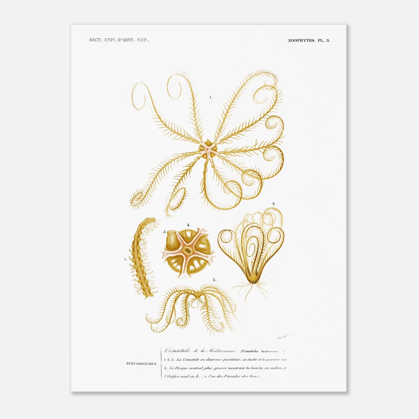 Illustration naturaliste : Comatule de la Méditerranée - d'Orbigny (30x40 cm). Illustration naturaliste ancienne d'une comatule de la Méditerranée, montrant différentes vues de l'organisme avec ses bras et son disque ventral.