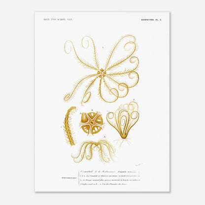 Illustration naturaliste : Comatule de la Méditerranée - d'Orbigny (30x40 cm). Illustration naturaliste ancienne d'une comatule de la Méditerranée, montrant différentes vues de l'organisme avec ses bras et son disque ventral.