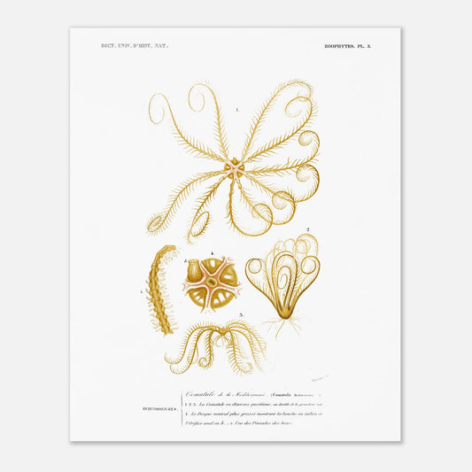 Illustration naturaliste : Comatule de la Méditerranée - d'Orbigny (40x50 cm). Illustration naturaliste ancienne d'une comatule de la Méditerranée, montrant différentes vues de l'organisme avec ses bras et son disque ventral.