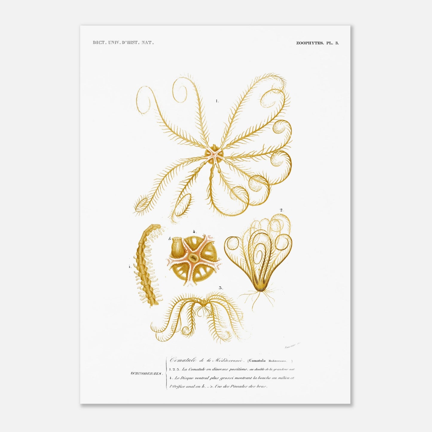 Illustration naturaliste : Comatule de la Méditerranée - d'Orbigny (50x70 cm). Illustration naturaliste ancienne d'une comatule de la Méditerranée, montrant différentes vues de l'organisme avec ses bras et son disque ventral.