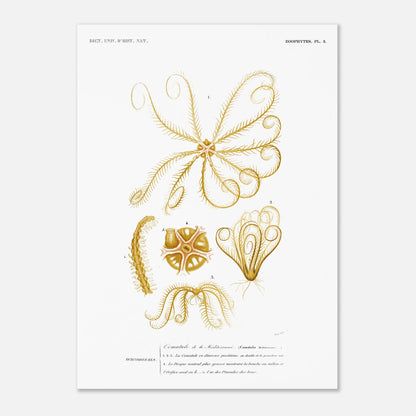Illustration naturaliste : Comatule de la Méditerranée - d'Orbigny (50x70 cm). Illustration naturaliste ancienne d'une comatule de la Méditerranée, montrant différentes vues de l'organisme avec ses bras et son disque ventral.