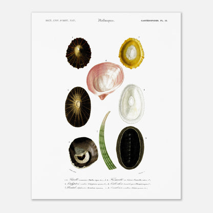 Illustration naturaliste de Dentale éléphantine et Mollusques - d'Orbigny (40x50 cm). Illustration scientifique du Dictionnaire Universel d'Histoire Naturelle de Charles d'Orbigny, montrant plusieurs mollusques, dont une patelle commune et un chiton.