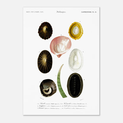 Illustration naturaliste de Dentale éléphantine et Mollusques - d'Orbigny (42x59,4 cm (A2)). Illustration scientifique du Dictionnaire Universel d'Histoire Naturelle de Charles d'Orbigny, montrant plusieurs mollusques, dont une patelle commune et un chiton.