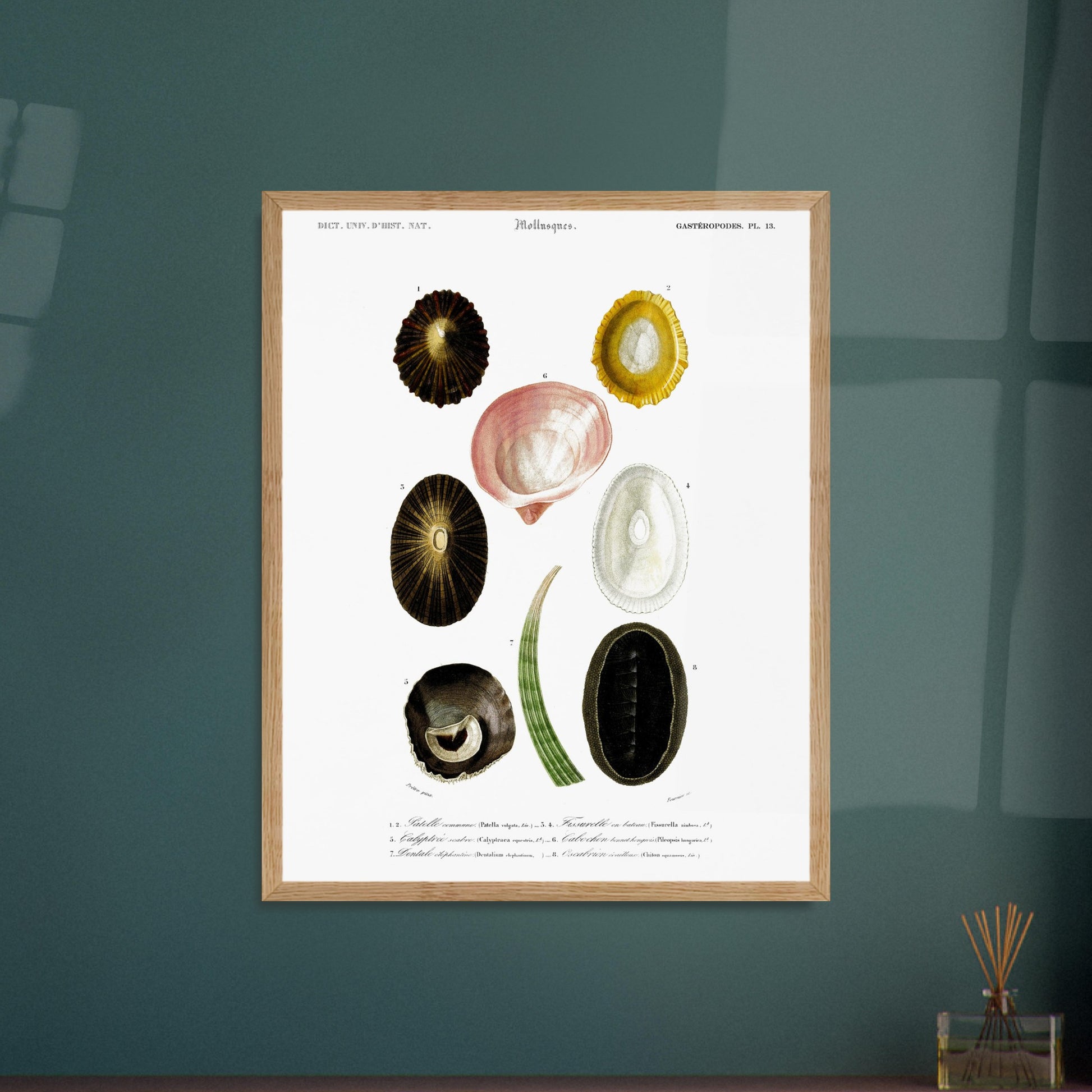 Illustration naturaliste de Dentale éléphantine et Mollusques - d'Orbigny. Illustration scientifique du Dictionnaire Universel d'Histoire Naturelle de Charles d'Orbigny, montrant plusieurs mollusques, dont une patelle commune et un chiton. Image d'illustration 5