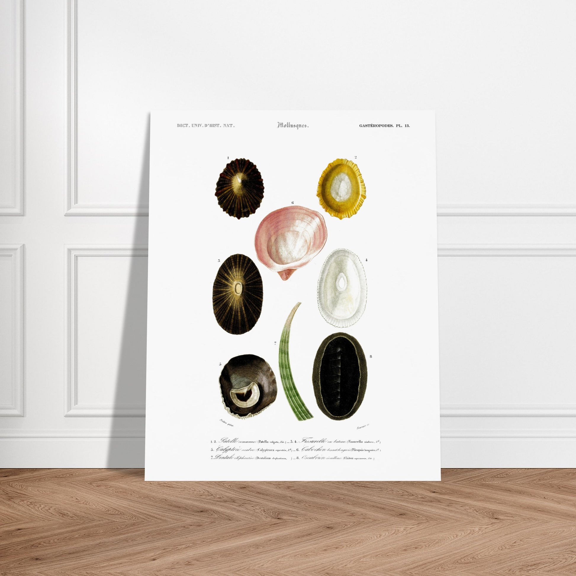 Illustration naturaliste de Dentale éléphantine et Mollusques - d'Orbigny. Illustration scientifique du Dictionnaire Universel d'Histoire Naturelle de Charles d'Orbigny, montrant plusieurs mollusques, dont une patelle commune et un chiton. Image d'illustration 6