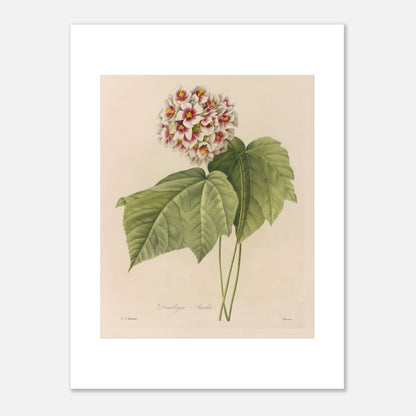 Illustration naturaliste Dombeya Ameliæ par Pierre-Joseph Redouté (30x40 cm). Planche botanique ancienne de Pierre-Joseph Redouté représentant une grappe de fleurs roses et blanches de Dombeya Amelie avec des feuilles vertes.