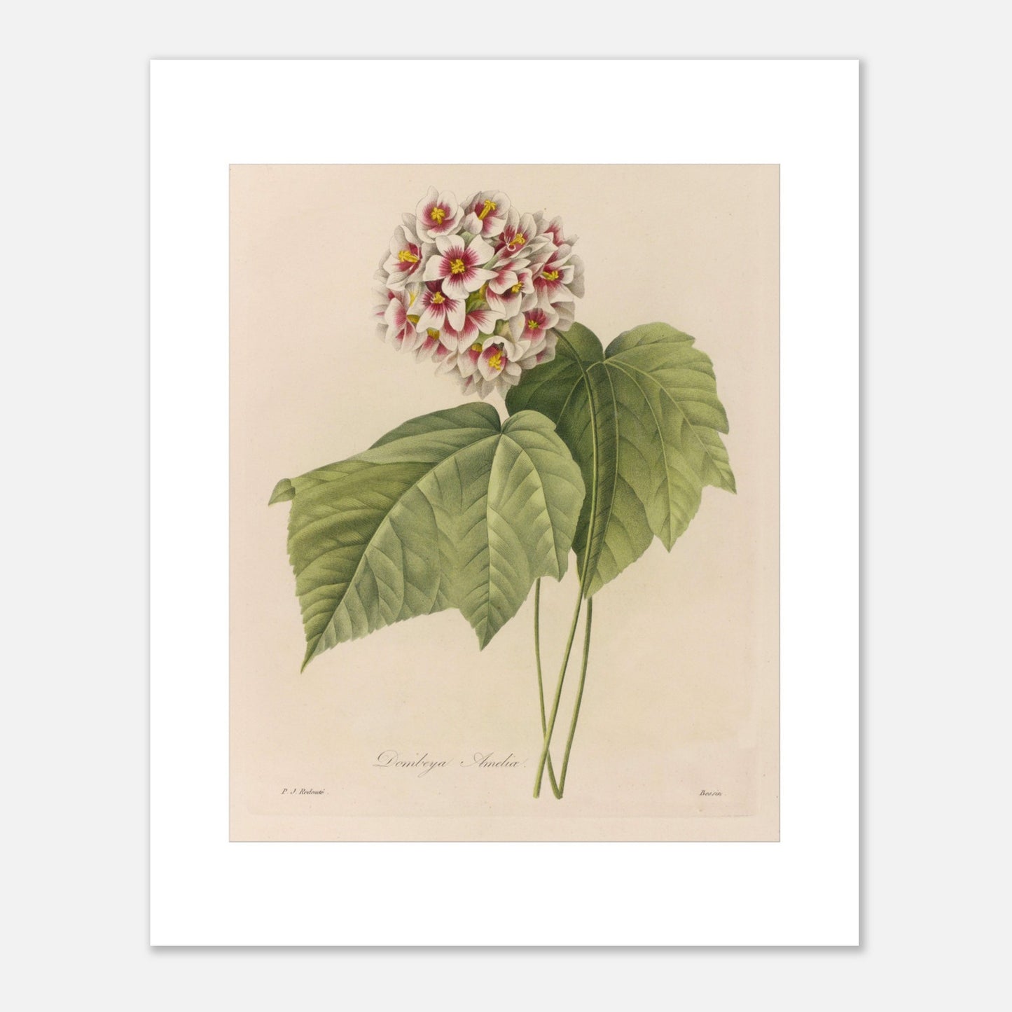 Illustration naturaliste Dombeya Ameliæ par Pierre-Joseph Redouté (40x50 cm). Planche botanique ancienne de Pierre-Joseph Redouté représentant une grappe de fleurs roses et blanches de Dombeya Amelie avec des feuilles vertes.