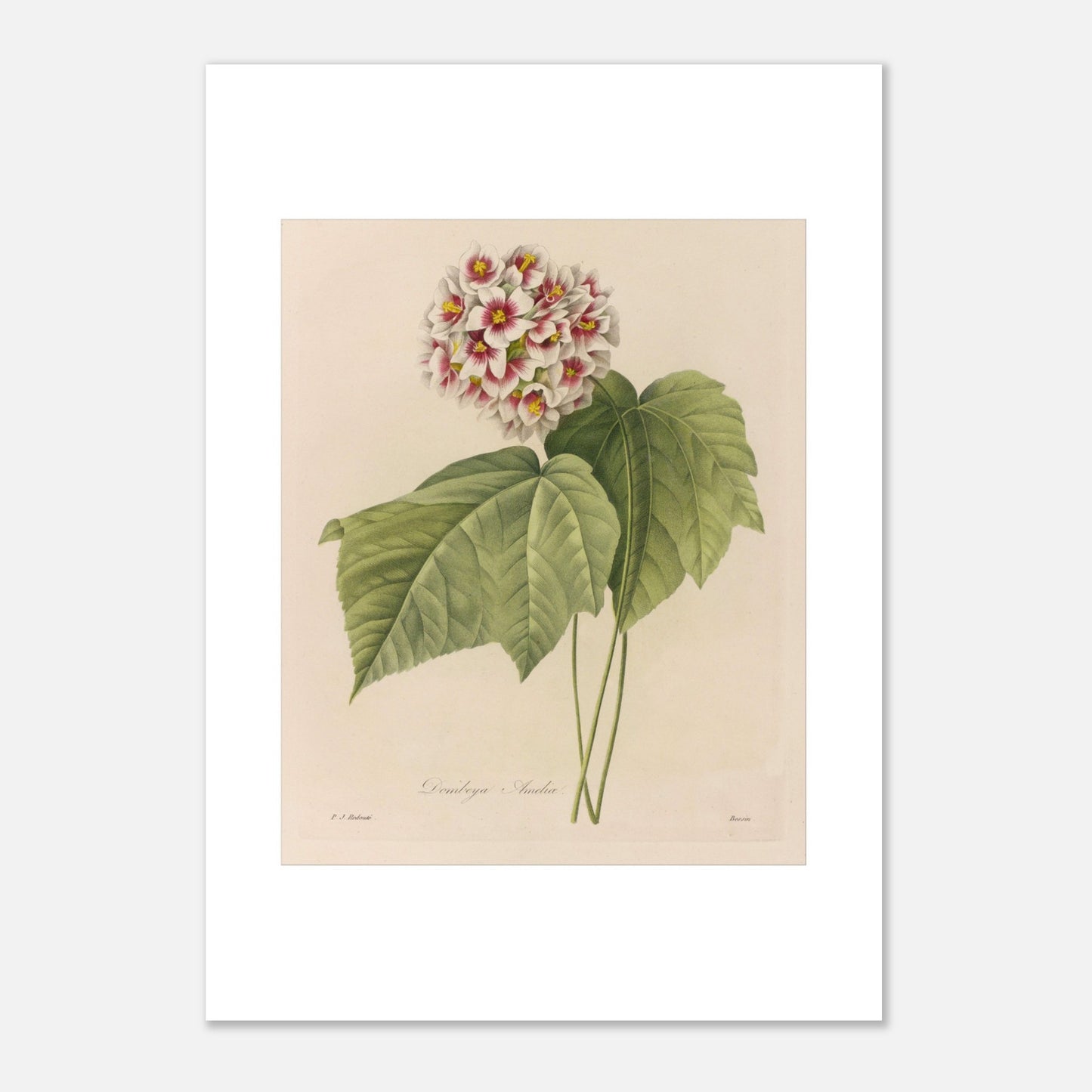 Illustration naturaliste Dombeya Ameliæ par Pierre-Joseph Redouté (42x59,4 cm (A2)). Planche botanique ancienne de Pierre-Joseph Redouté représentant une grappe de fleurs roses et blanches de Dombeya Amelie avec des feuilles vertes.