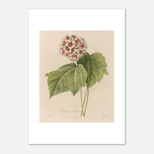 Illustration naturaliste Dombeya Ameliæ par Pierre-Joseph Redouté (50x70 cm). Planche botanique ancienne de Pierre-Joseph Redouté représentant une grappe de fleurs roses et blanches de Dombeya Amelie avec des feuilles vertes.