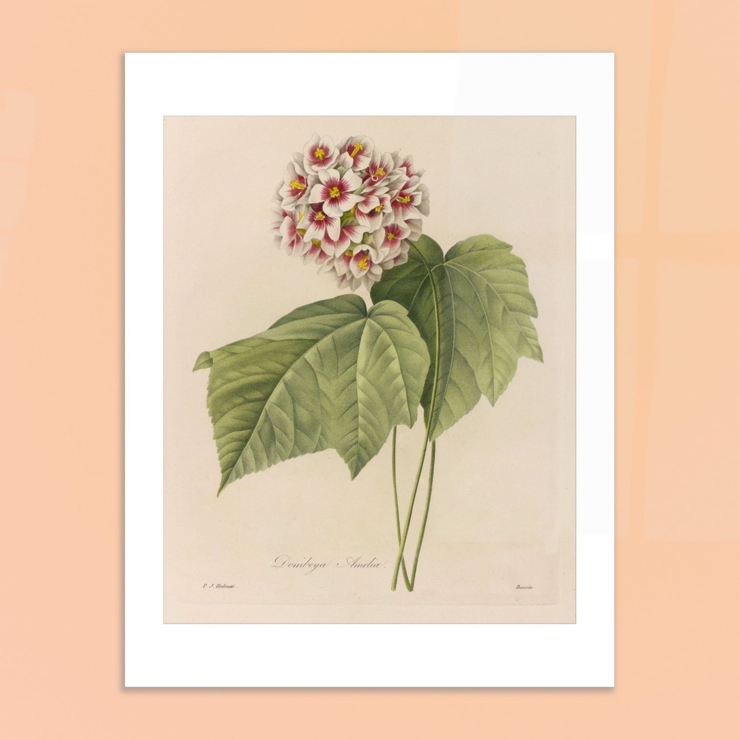 Illustration naturaliste Dombeya Ameliæ par Pierre-Joseph Redouté. Planche botanique ancienne de Pierre-Joseph Redouté représentant une grappe de fleurs roses et blanches de Dombeya Amelie avec des feuilles vertes. Image d'illustration 6