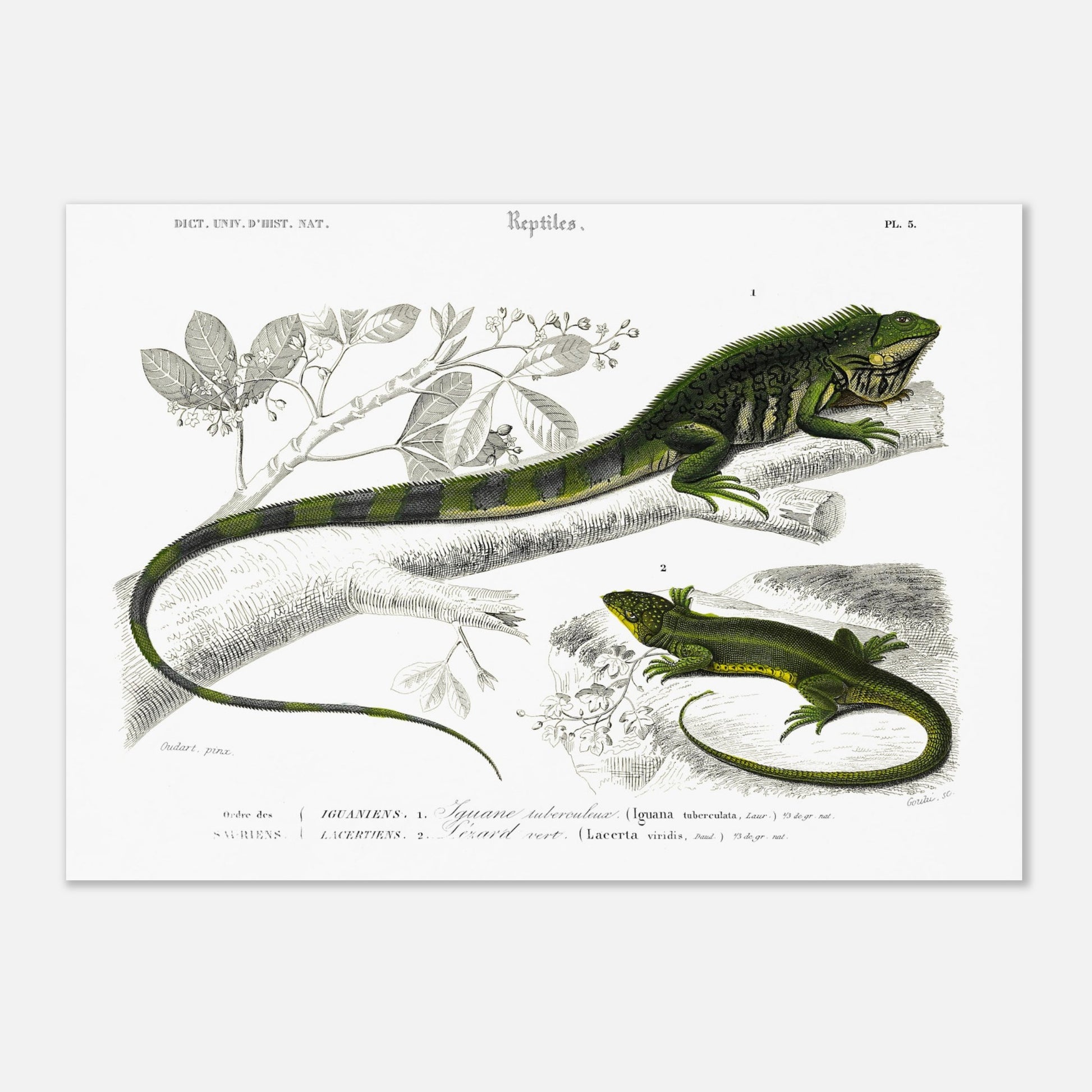 Illustration naturaliste : Iguane tuberculeux et Lézard vert - Orbigny (29,7x42 cm (A3)). Illustration scientifique montrant un grand iguane vert sur une branche et un lézard vert plus petit en dessous.