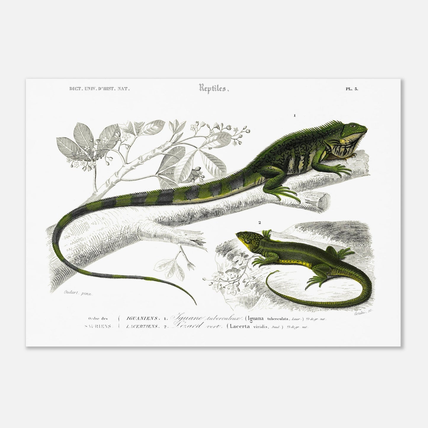 Illustration naturaliste : Iguane tuberculeux et Lézard vert - Orbigny (50x70 cm). Illustration scientifique montrant un grand iguane vert sur une branche et un lézard vert plus petit en dessous.