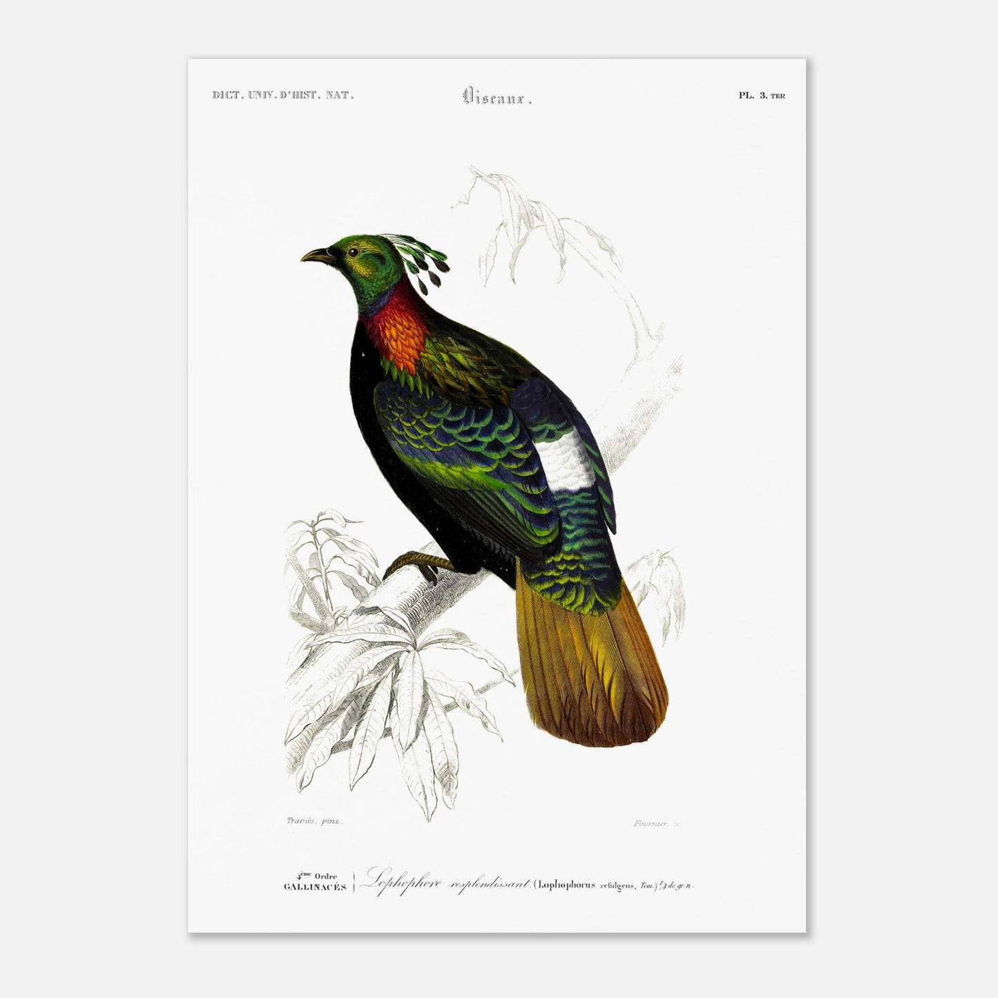 Illustration naturaliste Lophophore resplendissant - Charles d'Orbigny (29,7x42 cm (A3)). Planche naturaliste d'un Lophophore resplendissant, un oiseau aux couleurs vives, perché sur une branche d'arbre avec des feuilles dessinées au trait.