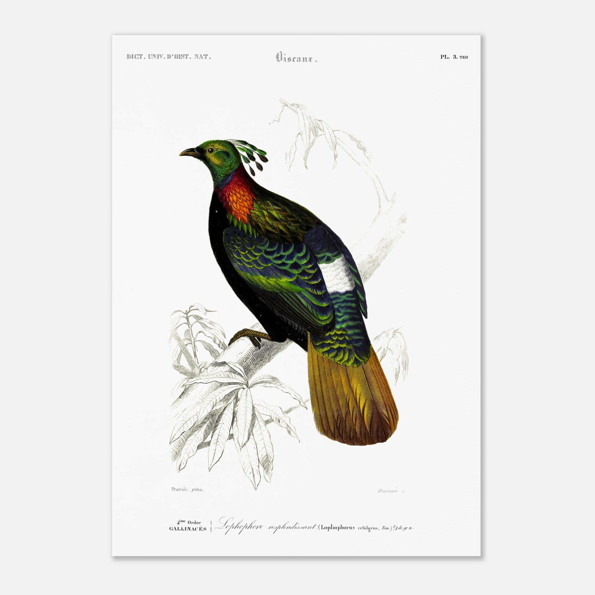 Illustration naturaliste Lophophore resplendissant - Charles d'Orbigny (29,7x42 cm (A3)). Planche naturaliste d'un Lophophore resplendissant, un oiseau aux couleurs vives, perché sur une branche d'arbre avec des feuilles dessinées au trait.