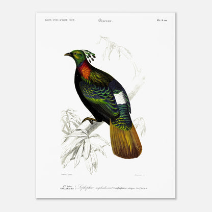 Illustration naturaliste Lophophore resplendissant - Charles d'Orbigny (30x40 cm). Planche naturaliste d'un Lophophore resplendissant, un oiseau aux couleurs vives, perché sur une branche d'arbre avec des feuilles dessinées au trait.