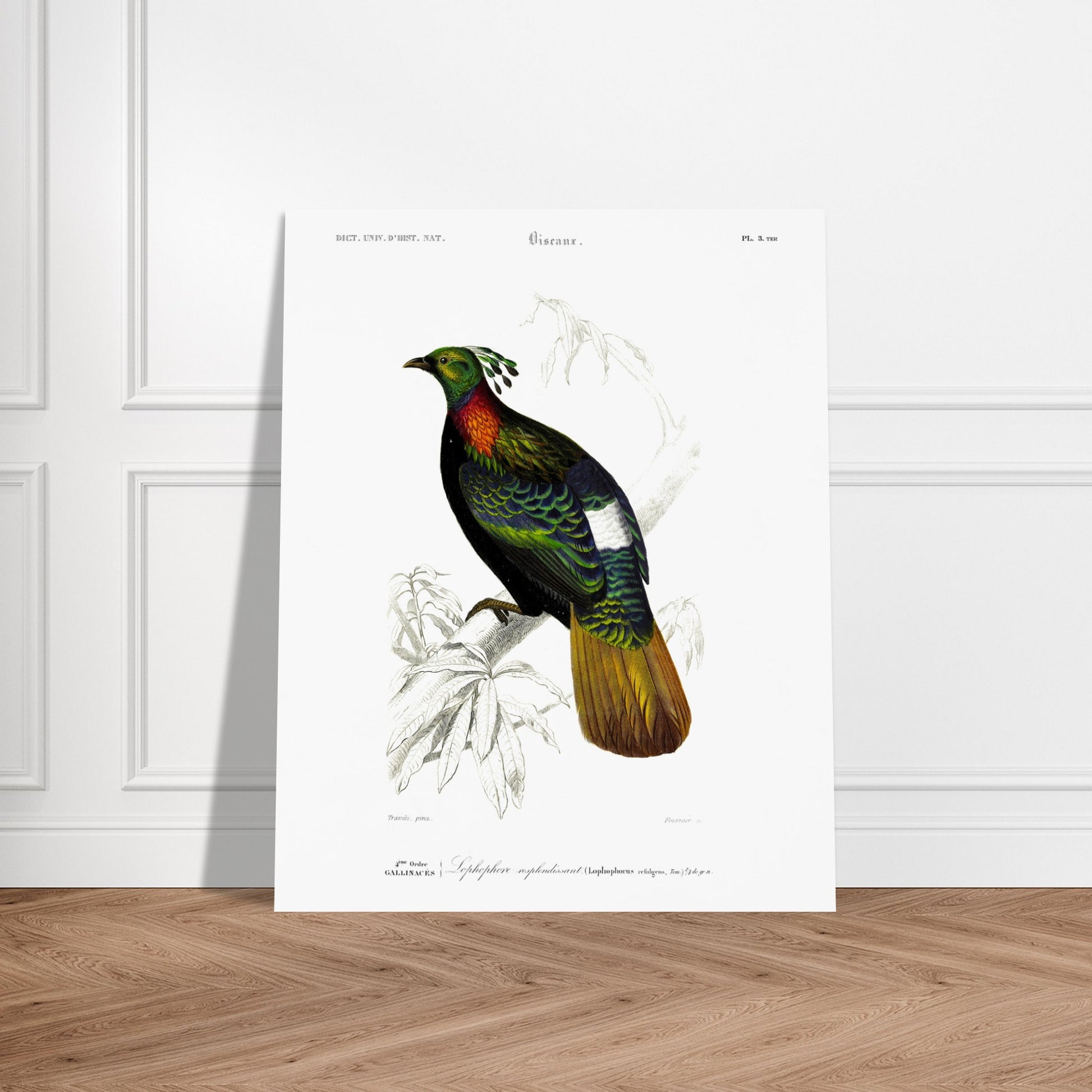 Illustration naturaliste Lophophore resplendissant - Charles d'Orbigny. Planche naturaliste d'un Lophophore resplendissant, un oiseau aux couleurs vives, perché sur une branche d'arbre avec des feuilles dessinées au trait. Image d'illustration 5