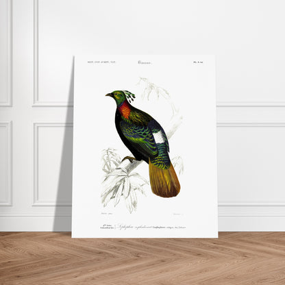 Illustration naturaliste Lophophore resplendissant - Charles d'Orbigny. Planche naturaliste d'un Lophophore resplendissant, un oiseau aux couleurs vives, perché sur une branche d'arbre avec des feuilles dessinées au trait. Image d'illustration 5