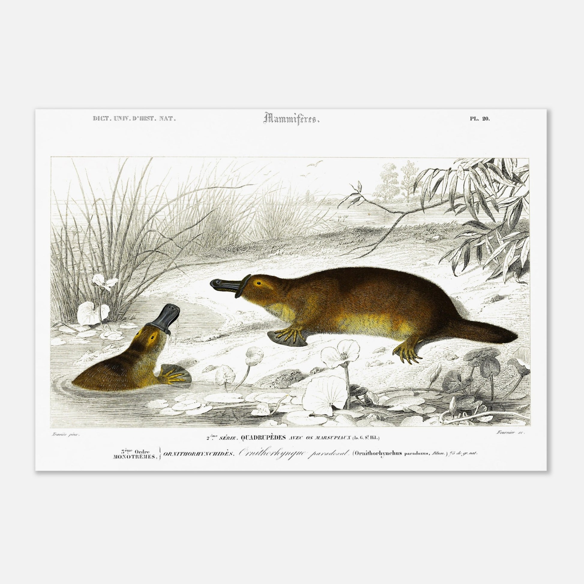 Illustration naturaliste : Ornithorynque paradoxal - d'Orbigny (29,7x42 cm (A3)). Planche naturaliste ancienne représentant un ornithorynque, un mammifère aquatique, dans son milieu naturel.