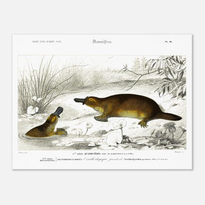 Illustration naturaliste : Ornithorynque paradoxal - d'Orbigny (30x40 cm). Planche naturaliste ancienne représentant un ornithorynque, un mammifère aquatique, dans son milieu naturel.