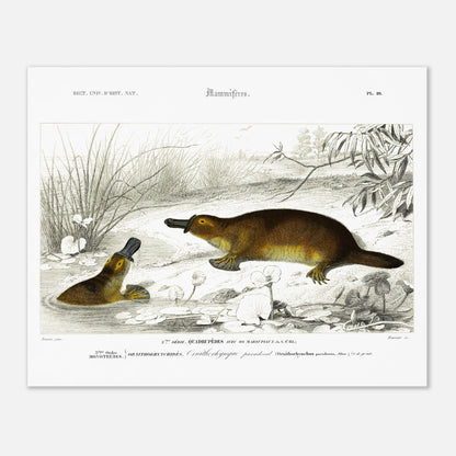 Illustration naturaliste : Ornithorynque paradoxal - d'Orbigny (40x50 cm). Planche naturaliste ancienne représentant un ornithorynque, un mammifère aquatique, dans son milieu naturel.