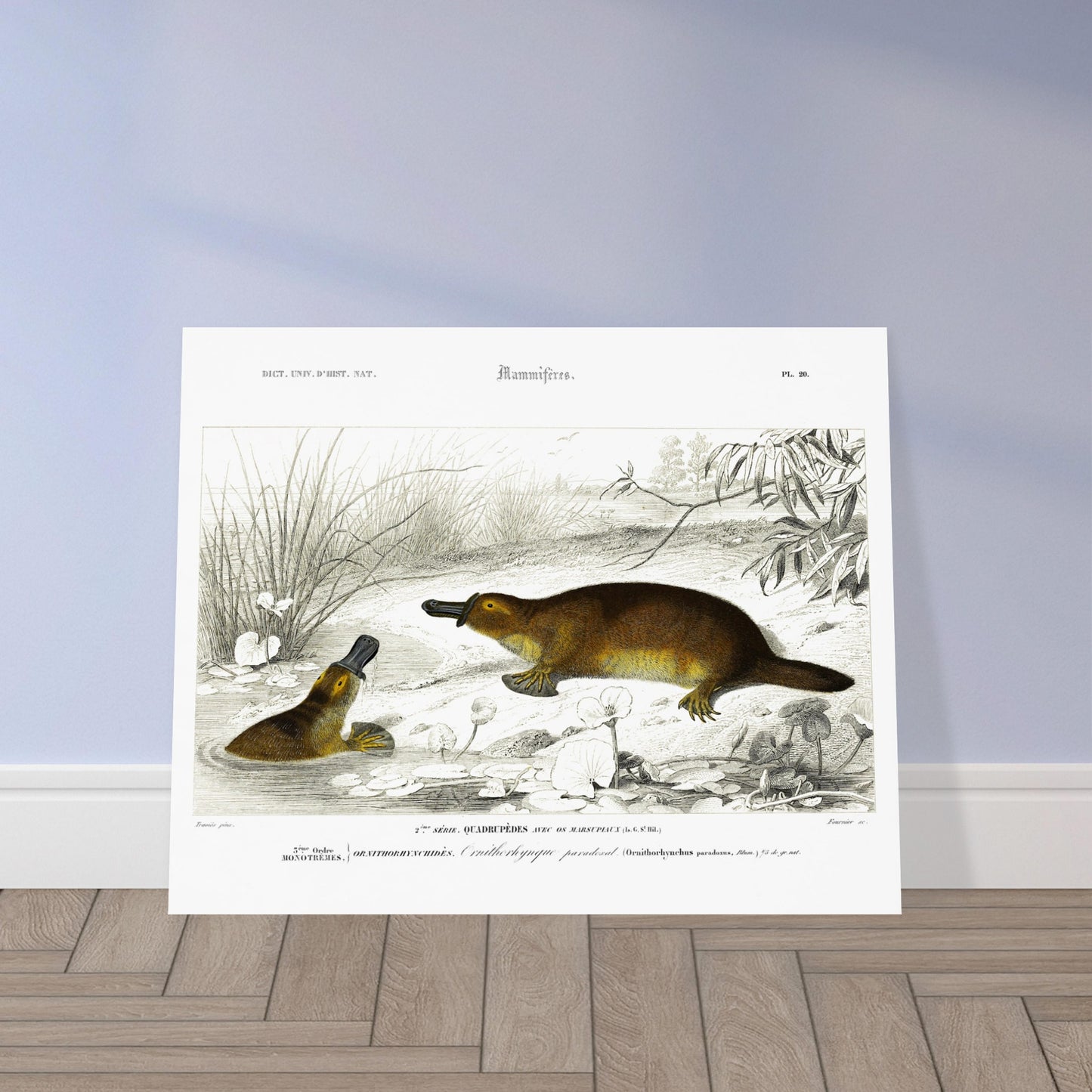 Illustration naturaliste : Ornithorynque paradoxal - d'Orbigny. Planche naturaliste ancienne représentant un ornithorynque, un mammifère aquatique, dans son milieu naturel. Image d'illustration 5