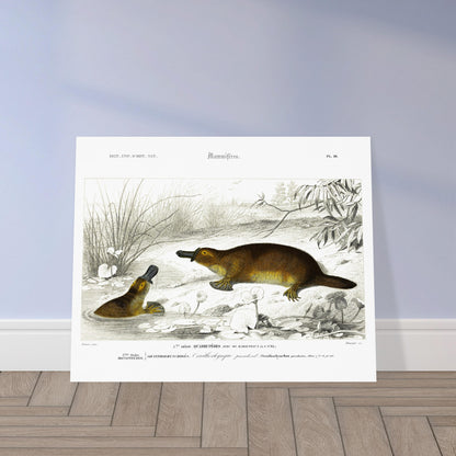 Illustration naturaliste : Ornithorynque paradoxal - d'Orbigny. Planche naturaliste ancienne représentant un ornithorynque, un mammifère aquatique, dans son milieu naturel. Image d'illustration 5