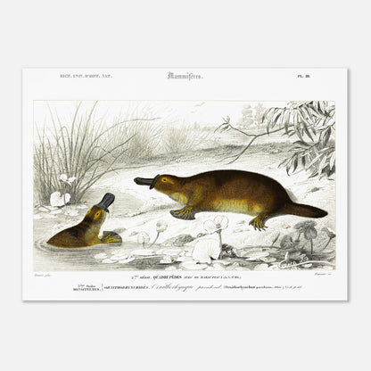 Illustration naturaliste : Ornithorynque paradoxal - d'Orbigny (50x70 cm). Planche naturaliste ancienne représentant un ornithorynque, un mammifère aquatique, dans son milieu naturel.