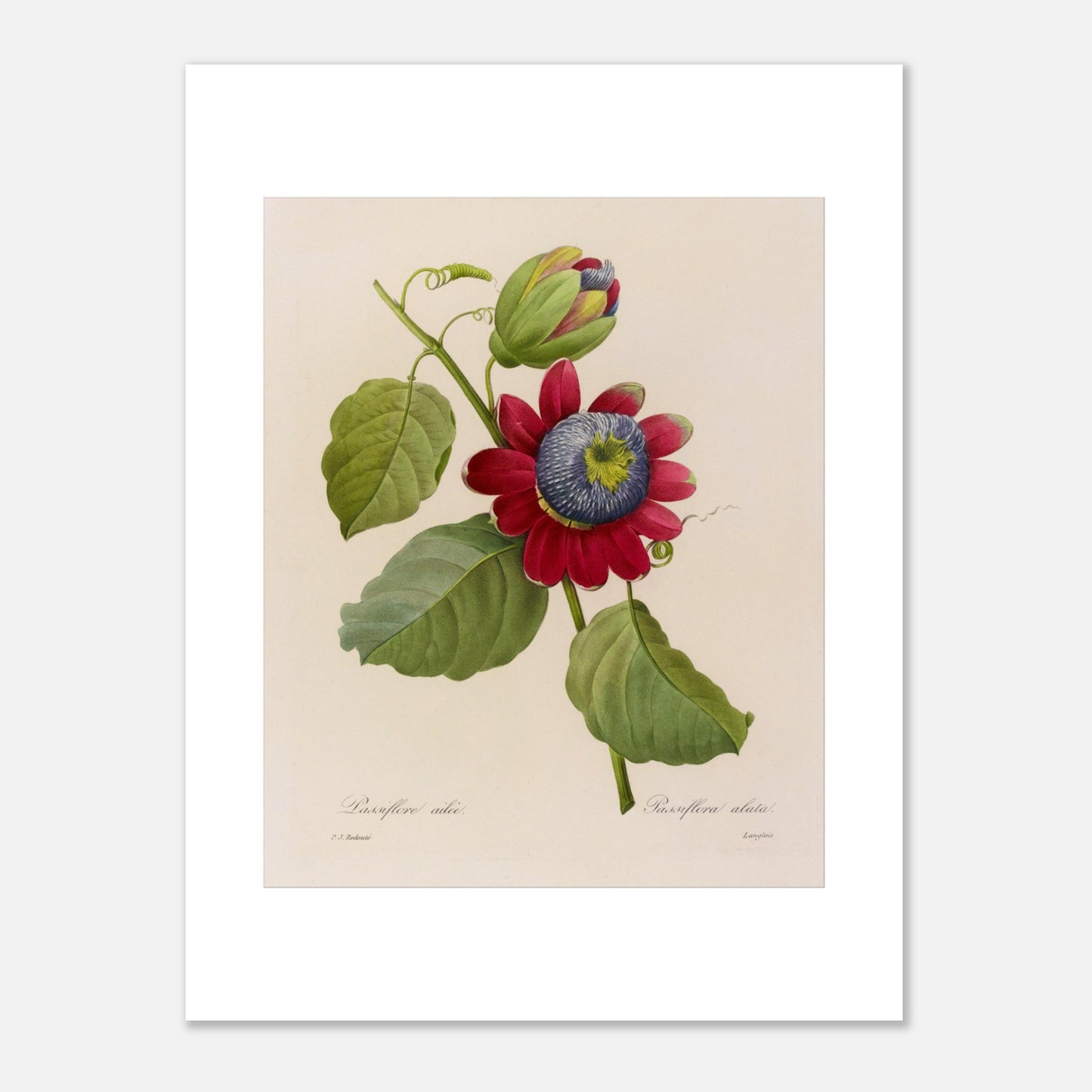 Planche botanique Passiflore Ailée par Pierre-Joseph Redouté (30x40 cm). Illustration botanique de Pierre-Joseph Redouté montrant une Passiflore Ailée avec une fleur rouge et bleue et des feuilles vertes.