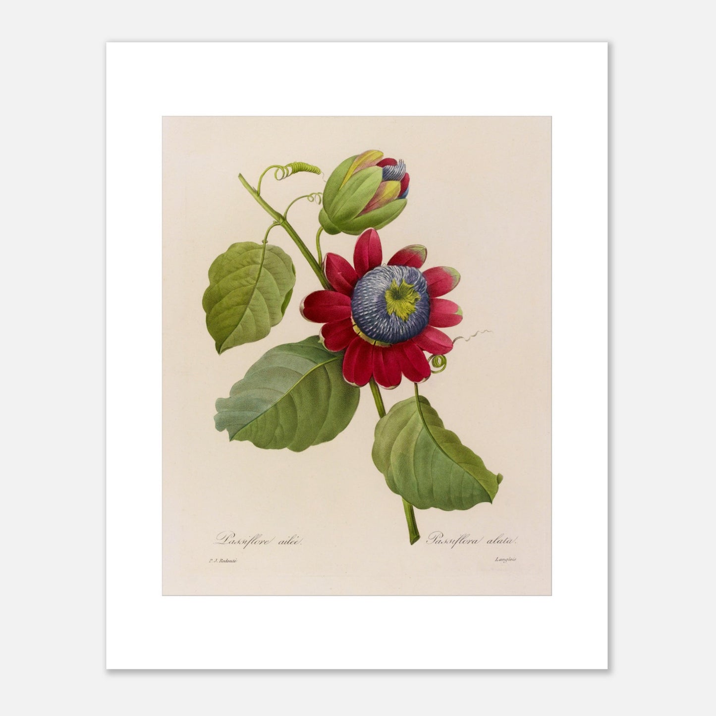 Planche botanique Passiflore Ailée par Pierre-Joseph Redouté (40x50 cm). Illustration botanique de Pierre-Joseph Redouté montrant une Passiflore Ailée avec une fleur rouge et bleue et des feuilles vertes.