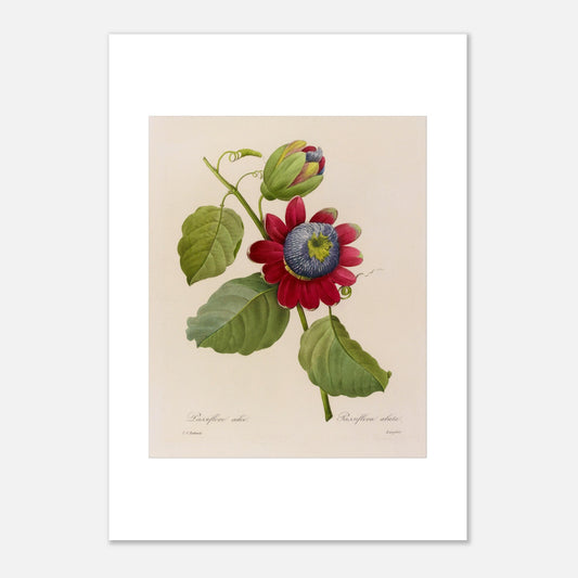 Planche botanique Passiflore Ailée par Pierre-Joseph Redouté (42x59,4 cm (A2)). Illustration botanique de Pierre-Joseph Redouté montrant une Passiflore Ailée avec une fleur rouge et bleue et des feuilles vertes.