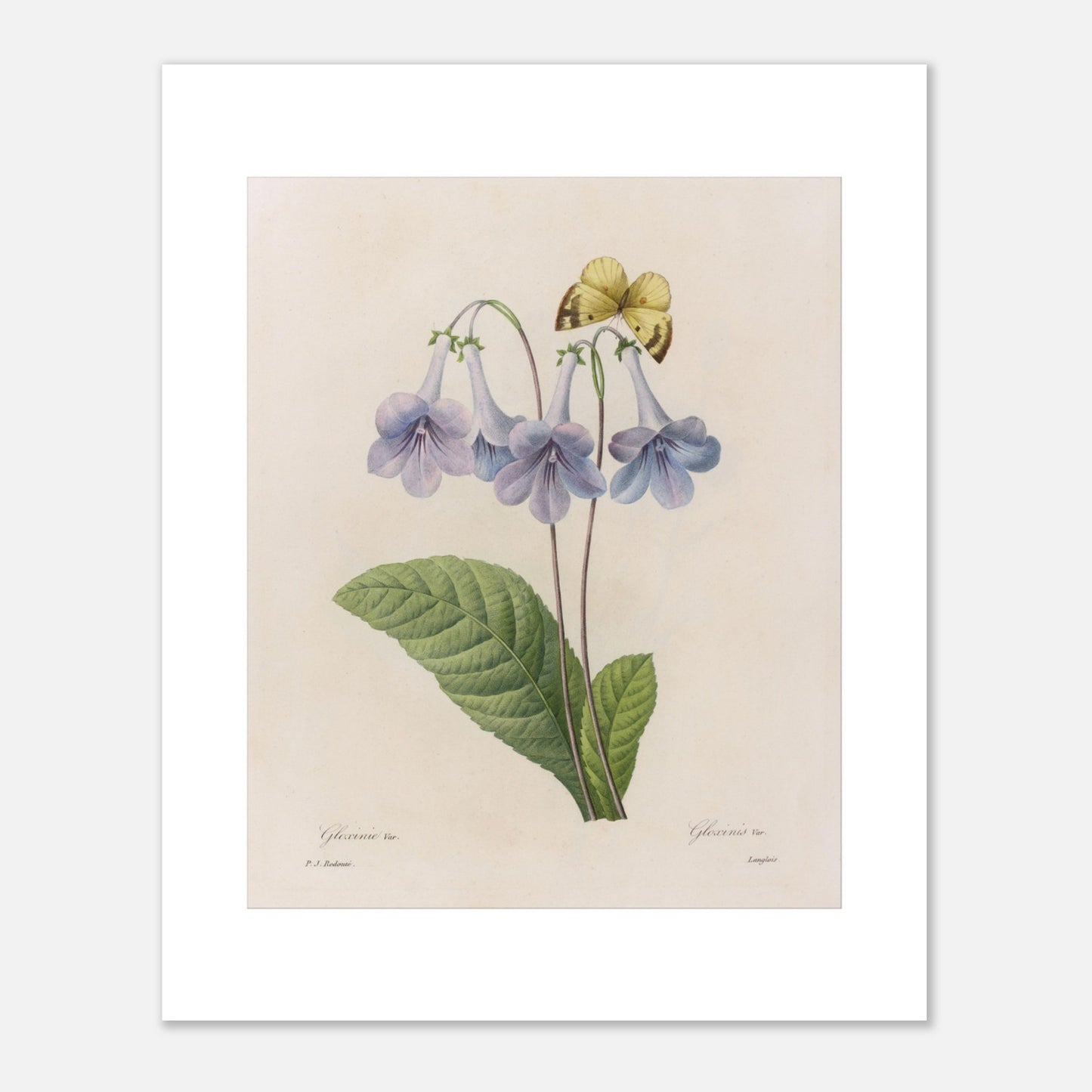 Planche botanique Streptocarpus Rexii et papillon, P.J. Redouté (40x50 cm). Planche botanique par Pierre-Joseph Redouté, montrant des fleurs bleues de Streptocarpus Rexii et un papillon jaune posé sur une fleur.