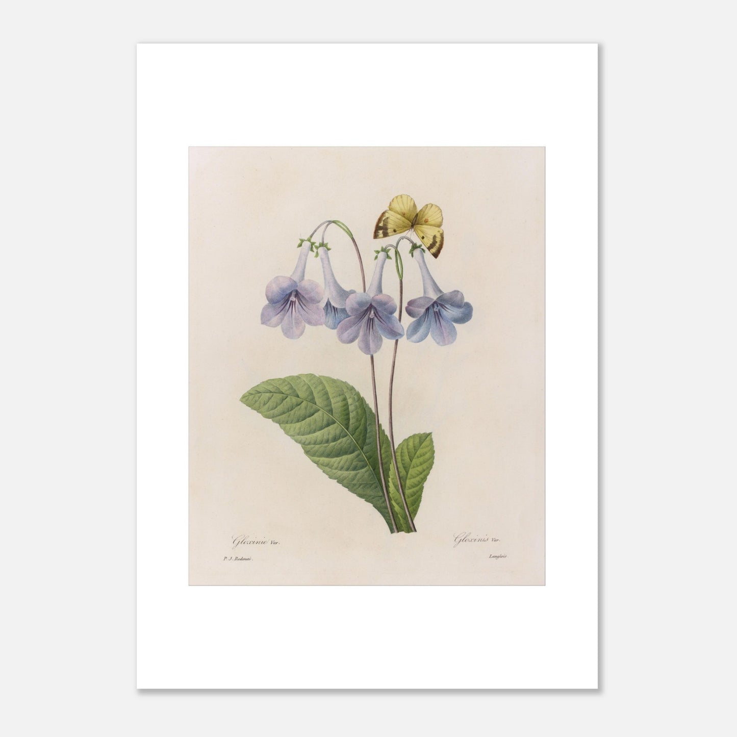 Planche botanique Streptocarpus Rexii et papillon, P.J. Redouté (50x70 cm). Planche botanique par Pierre-Joseph Redouté, montrant des fleurs bleues de Streptocarpus Rexii et un papillon jaune posé sur une fleur.