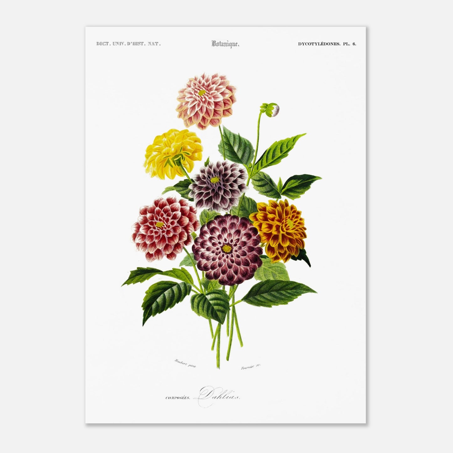 Illustration naturaliste de variétés de Dahlias par d'Orbigny (29,7x42 cm (A3)). Illustration botanique de variétés de dahlias aux couleurs vives (rose, jaune, bordeaux, violet) et de feuilles vertes