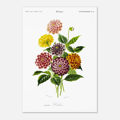 Illustration naturaliste de variétés de Dahlias par d'Orbigny (29,7x42 cm (A3)). Illustration botanique de variétés de dahlias aux couleurs vives (rose, jaune, bordeaux, violet) et de feuilles vertes