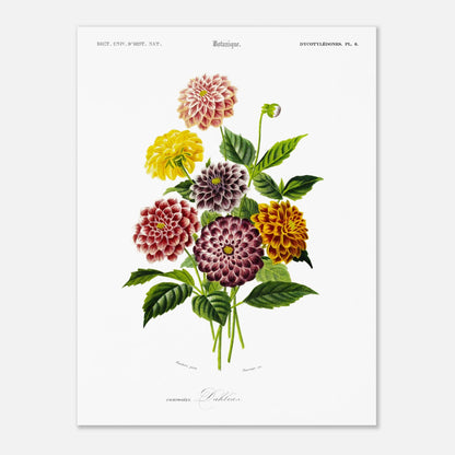 Illustration naturaliste de variétés de Dahlias par d'Orbigny (30x40 cm). Illustration botanique de variétés de dahlias aux couleurs vives (rose, jaune, bordeaux, violet) et de feuilles vertes