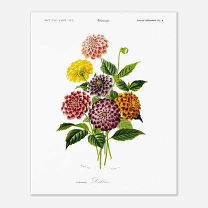 Illustration naturaliste de variétés de Dahlias par d'Orbigny (40x50 cm). Illustration botanique de variétés de dahlias aux couleurs vives (rose, jaune, bordeaux, violet) et de feuilles vertes