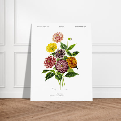 Illustration naturaliste de variétés de Dahlias par d'Orbigny. Illustration botanique de variétés de dahlias aux couleurs vives (rose, jaune, bordeaux, violet) et de feuilles vertes Image d'illustration 5