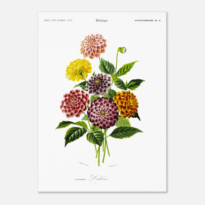 Illustration naturaliste de variétés de Dahlias par d'Orbigny (50x70 cm). Illustration botanique de variétés de dahlias aux couleurs vives (rose, jaune, bordeaux, violet) et de feuilles vertes
