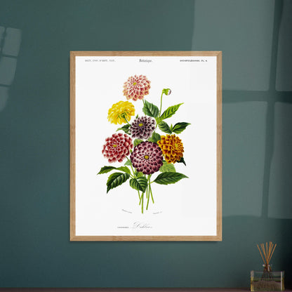 Illustration naturaliste de variétés de Dahlias par d'Orbigny. Illustration botanique de variétés de dahlias aux couleurs vives (rose, jaune, bordeaux, violet) et de feuilles vertes Image d'illustration 6