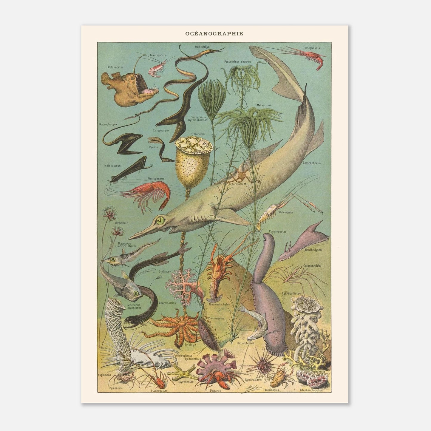 Planche Océanographie - Illustration ancienne Larousse 1910 (42x59,4 cm (A2)). Planche d’illustrations anciennes de créatures marines et végétales des profondeurs océaniques, avec des étiquettes scientifiques en latin.