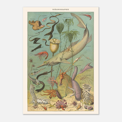 Planche Océanographie - Illustration ancienne Larousse 1910 (42x59,4 cm (A2)). Planche d’illustrations anciennes de créatures marines et végétales des profondeurs océaniques, avec des étiquettes scientifiques en latin.