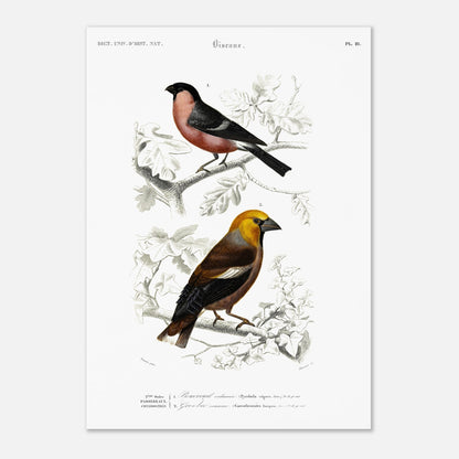 Illustration d'oiseaux : Bouvreuil ordinaire et Gros-bec commun (29,7x42 cm (A3)). Planche ornithologique du Dictionnaire Universel d'Histoire Naturelle de Charles d'Orbigny, représentant un bouvreuil ordinaire et un gros-bec commun.