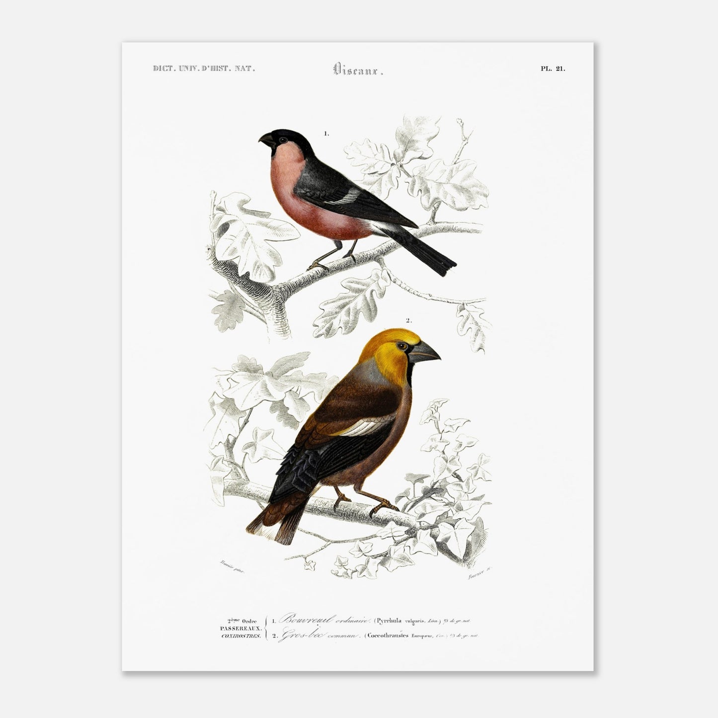 Illustration d'oiseaux : Bouvreuil ordinaire et Gros-bec commun (30x40 cm). Planche ornithologique du Dictionnaire Universel d'Histoire Naturelle de Charles d'Orbigny, représentant un bouvreuil ordinaire et un gros-bec commun.