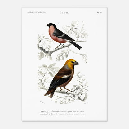 Illustration d'oiseaux : Bouvreuil ordinaire et Gros-bec commun (30x40 cm). Planche ornithologique du Dictionnaire Universel d'Histoire Naturelle de Charles d'Orbigny, représentant un bouvreuil ordinaire et un gros-bec commun.