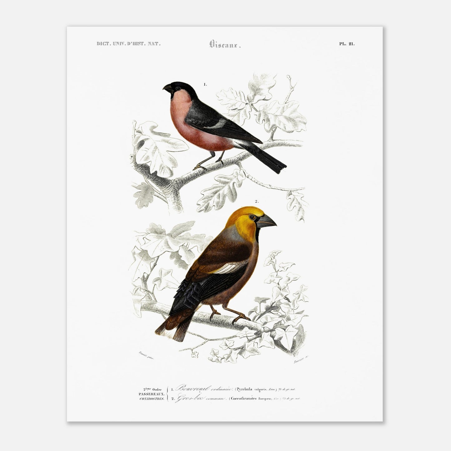 Illustration d'oiseaux : Bouvreuil ordinaire et Gros-bec commun (40x50 cm). Planche ornithologique du Dictionnaire Universel d'Histoire Naturelle de Charles d'Orbigny, représentant un bouvreuil ordinaire et un gros-bec commun.