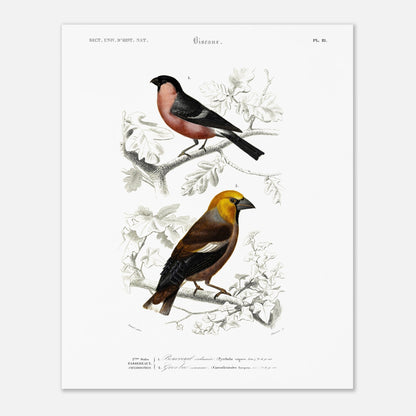 Illustration d'oiseaux : Bouvreuil ordinaire et Gros-bec commun (40x50 cm). Planche ornithologique du Dictionnaire Universel d'Histoire Naturelle de Charles d'Orbigny, représentant un bouvreuil ordinaire et un gros-bec commun.