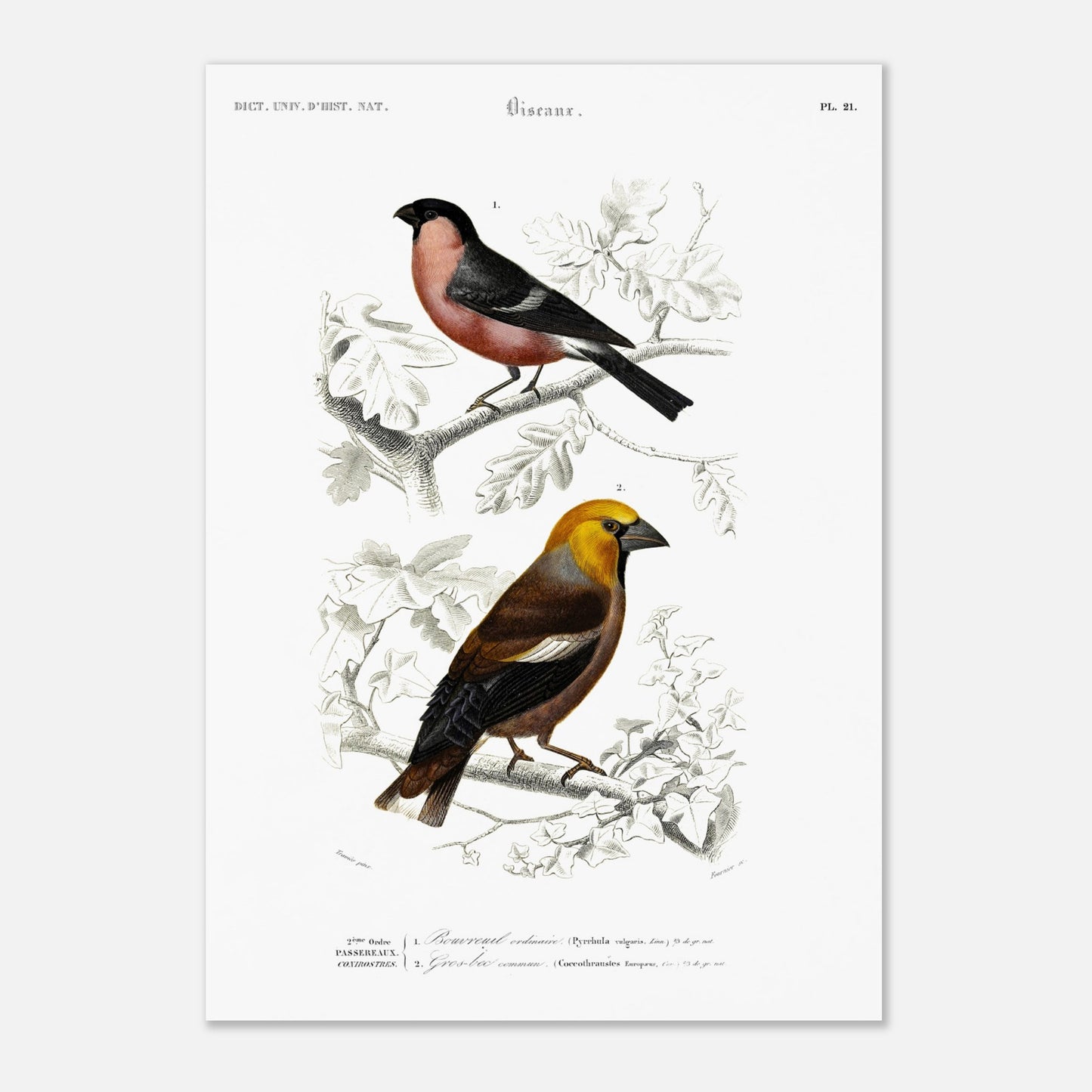 Illustration d'oiseaux : Bouvreuil ordinaire et Gros-bec commun (42x59,4 cm (A2)). Planche ornithologique du Dictionnaire Universel d'Histoire Naturelle de Charles d'Orbigny, représentant un bouvreuil ordinaire et un gros-bec commun.