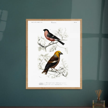 Illustration d'oiseaux : Bouvreuil ordinaire et Gros-bec commun. Planche ornithologique du Dictionnaire Universel d'Histoire Naturelle de Charles d'Orbigny, représentant un bouvreuil ordinaire et un gros-bec commun. Image d'illustration 5